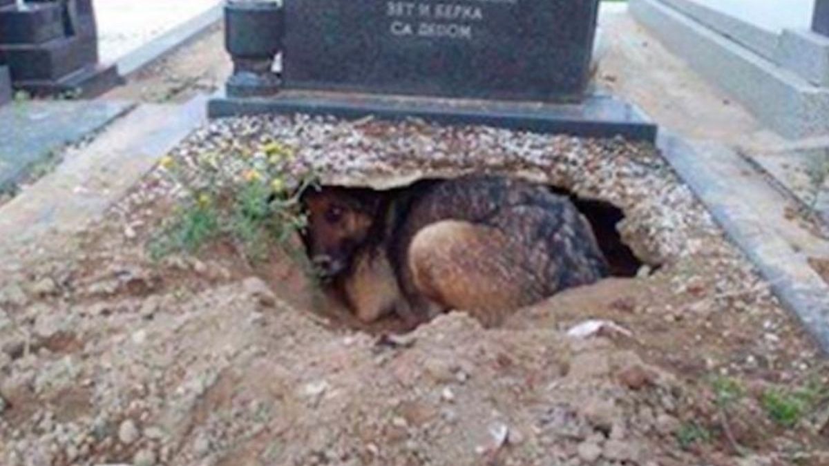 Hond weigert graf te verlaten, totdat een vrouw er achter komt dat hij iets verborgen houdt