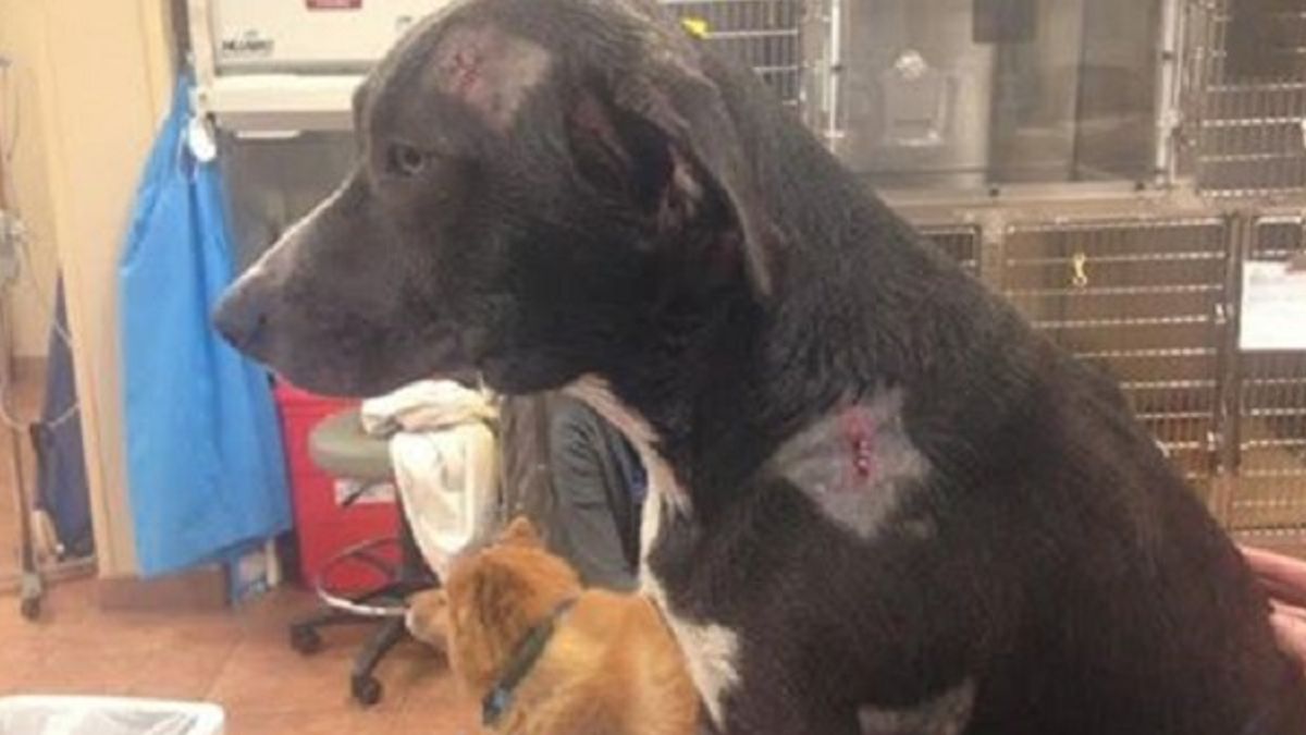 Heldhaftige hond vangt twee kogels en stopt vijf mannen van een brutale inbraak in zijn huis