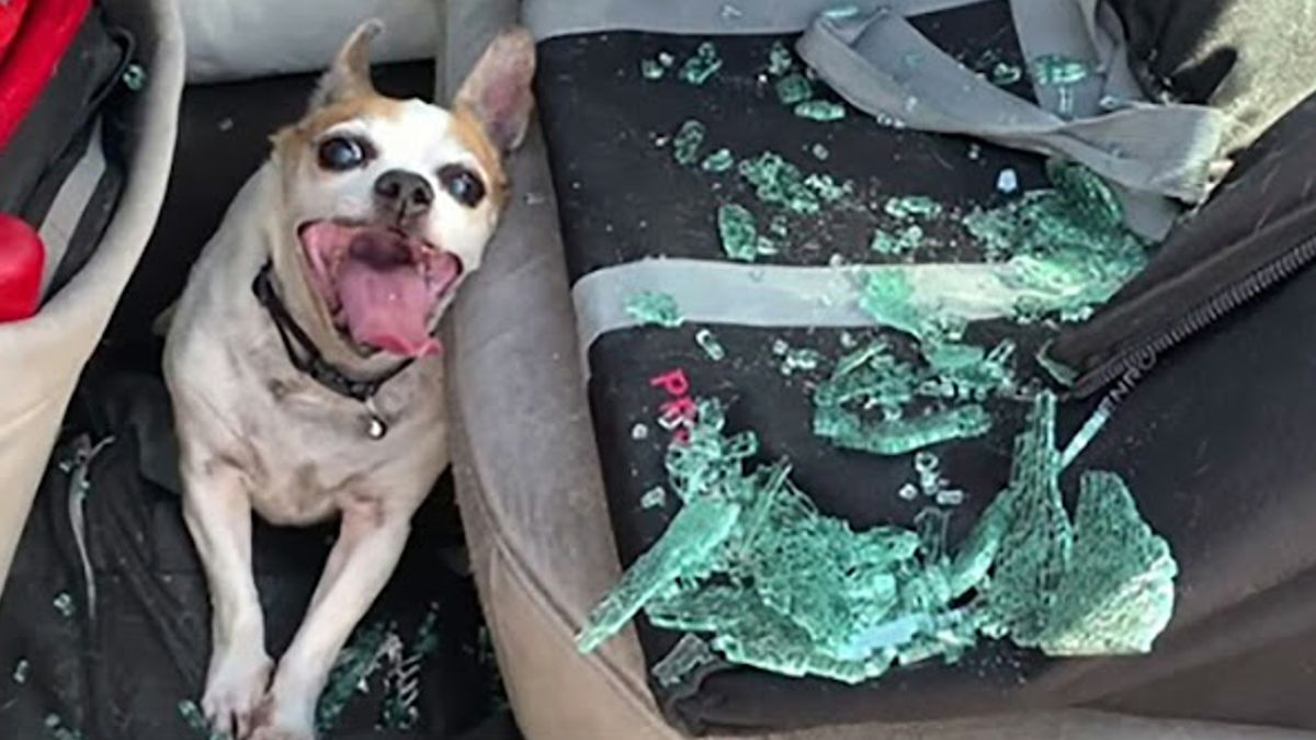 Hond in kritieke toestand nadat hij in een hitte van 50 graden in een auto werd achtergelaten