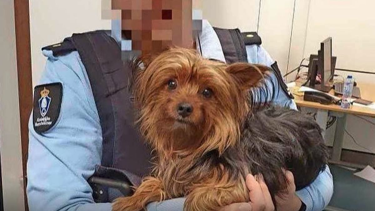 Passagier dumpt hond in prullenbak op Schiphol