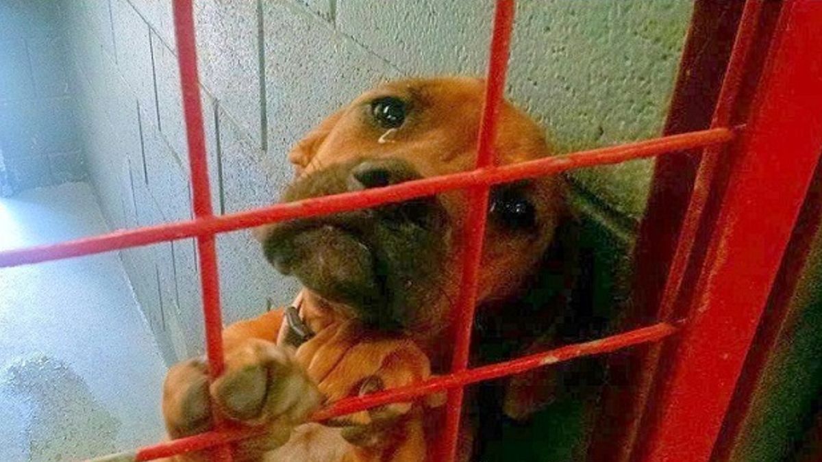 Hond huilde de hele nacht omdat niemand haar uitkiest en het asiel deelde haar foto als laatste redmiddel