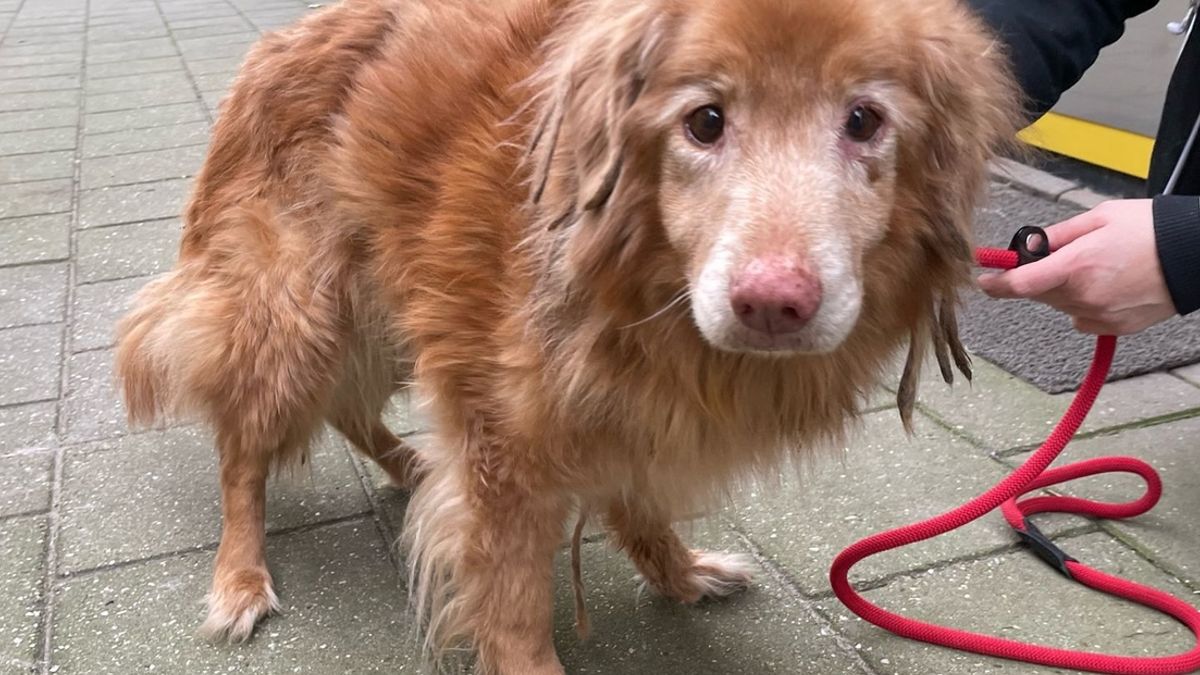 Hond die vijf jaar vermist was weer herenigd met zijn baasje (78)