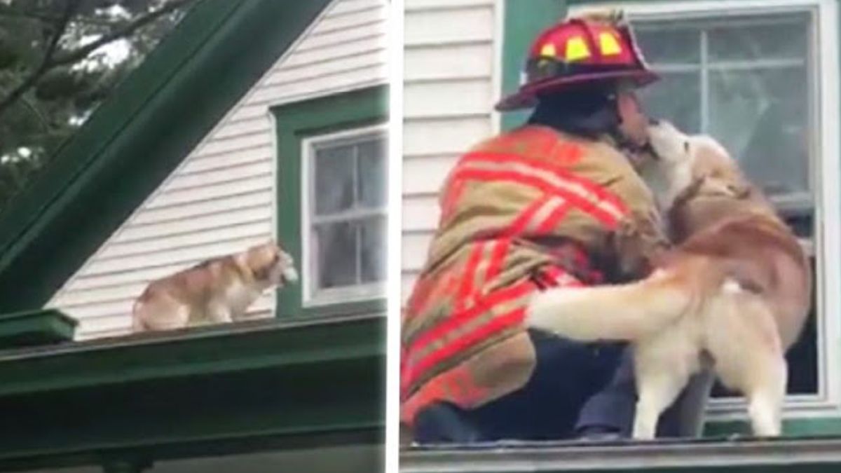 Hond geeft een kus aan brandweerman die hem van dak redt om hem te bedanken