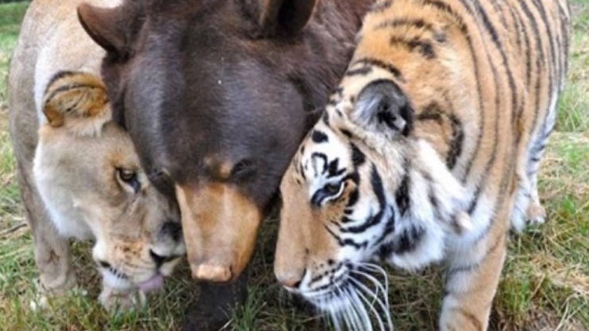 Een leeuw, tijger en beer zijn al vijftien jaar beste vrienden