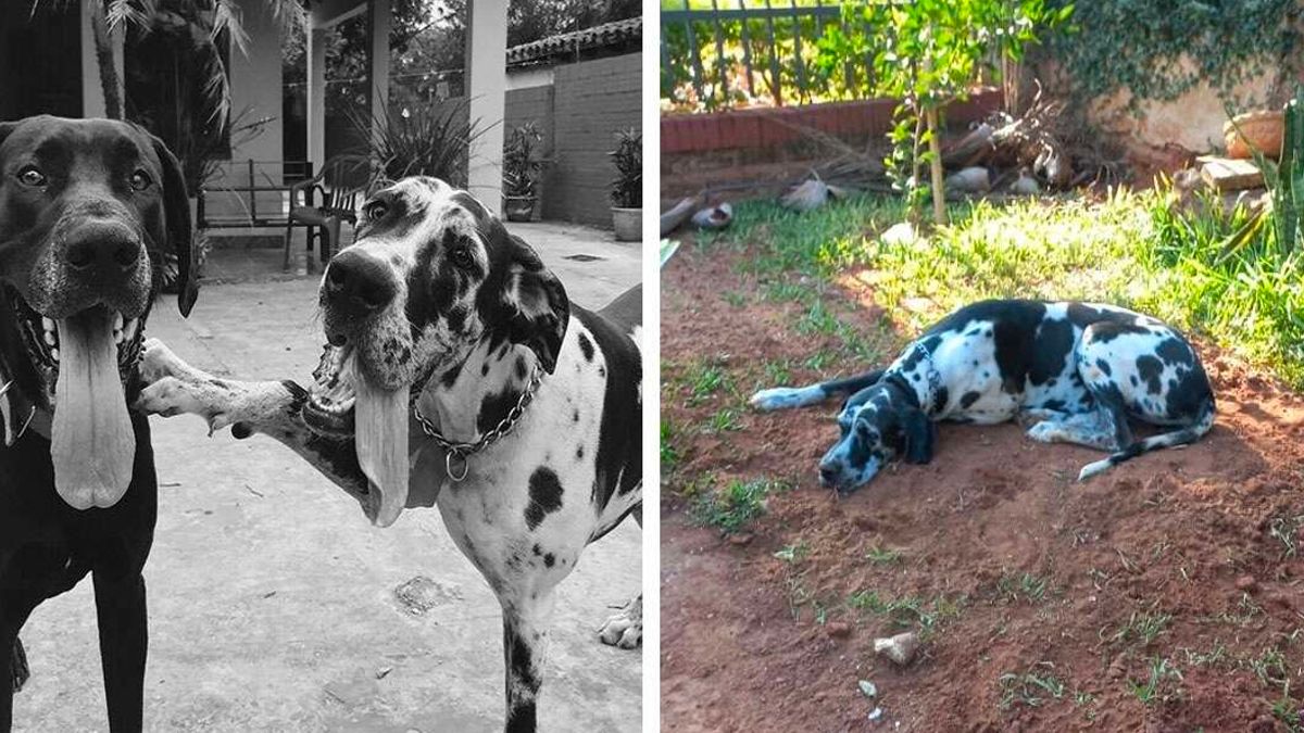 Mensen zijn in tranen over de ontroerende laatste liefdesdaad van de hond voor haar vriend
