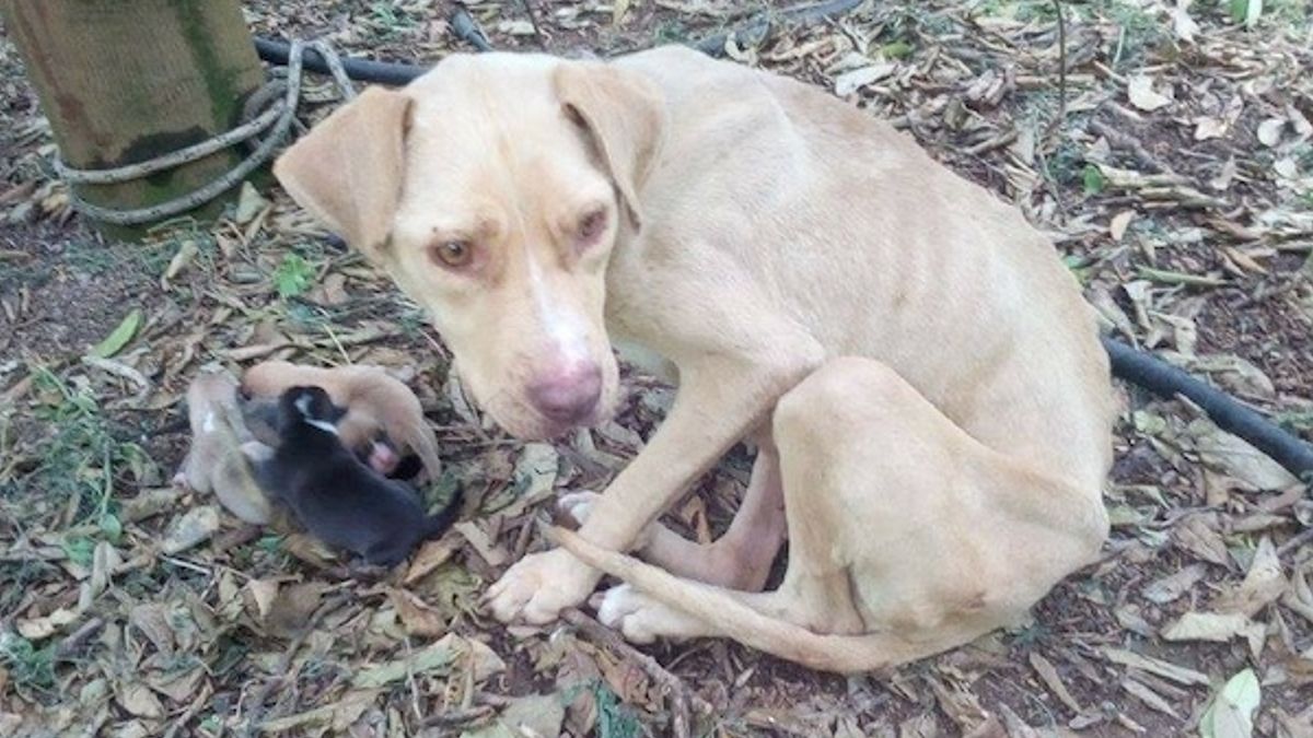 Mama hond gevonden vastgebonden in het koude bos hield haar pasgeboren puppy's in leven terwijl ze op hulp wachtten