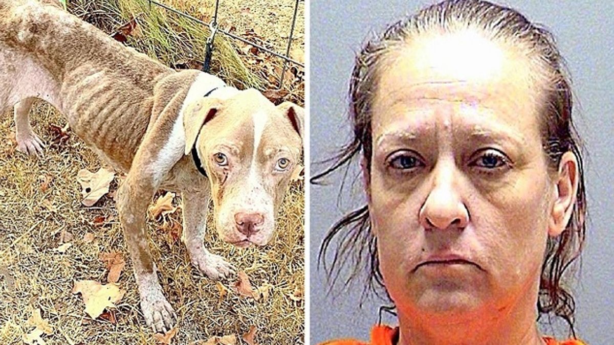 Vrouw verhongert 11 honden tot op de rand van de dood, had eerder 84 honden mishandeld