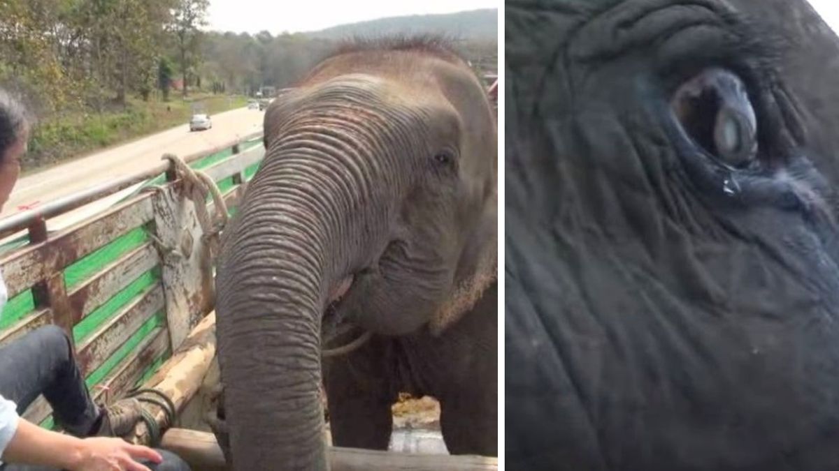 73-jarige olifant huilt van blijdschap wanneer ze wordt bevrijd uit gevangenschap