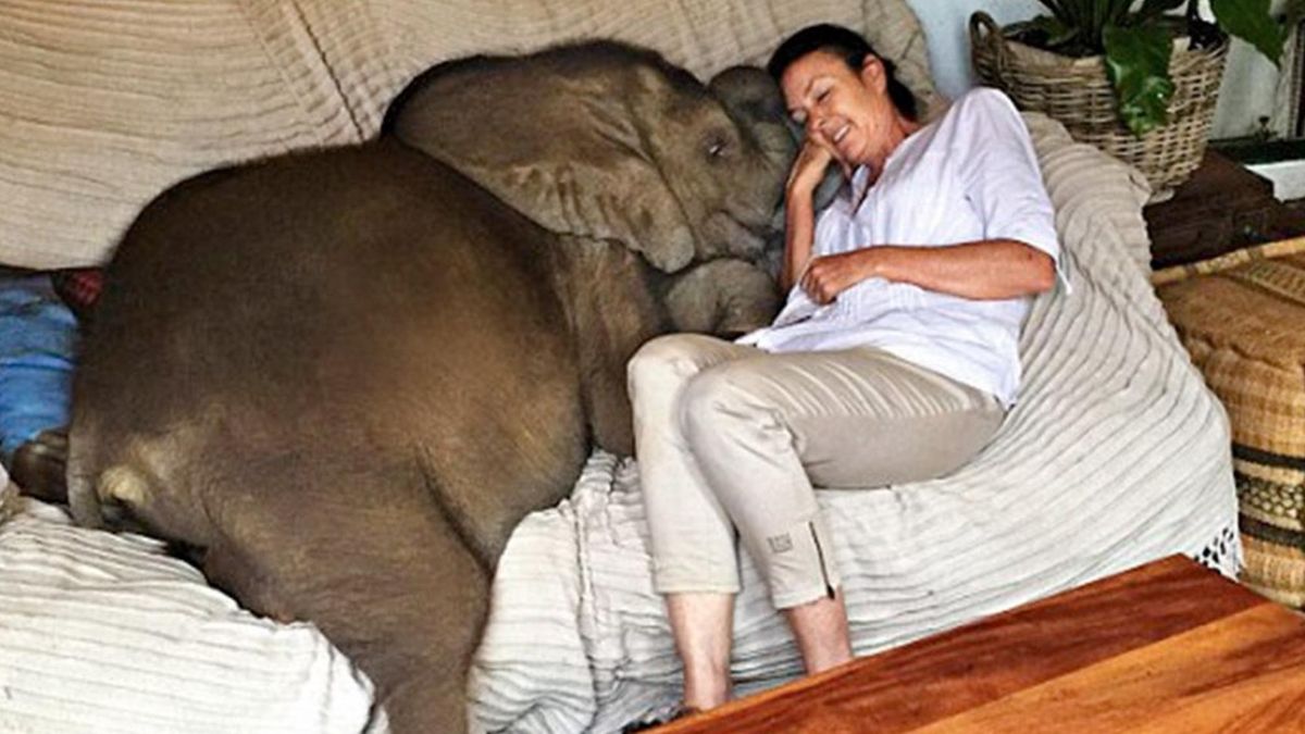 Vrouw heeft het leven van deze lieve babyolifant gered, nu volgt ze haar overal