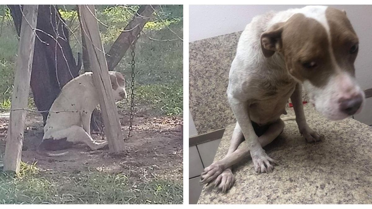 Man redt ondervoede husky van straat en verandert haar in prachtige hond