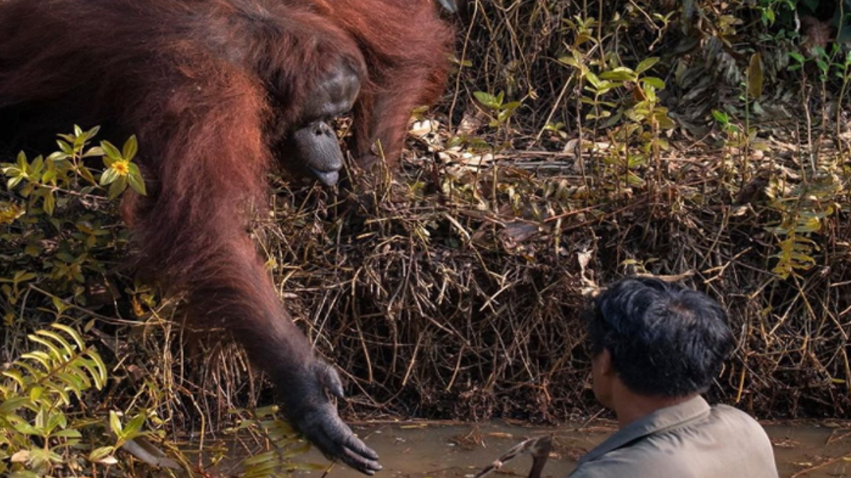 Orang-oetan biedt zijn hand om de mens te helpen uit door het water vol met giftige slangen te komen