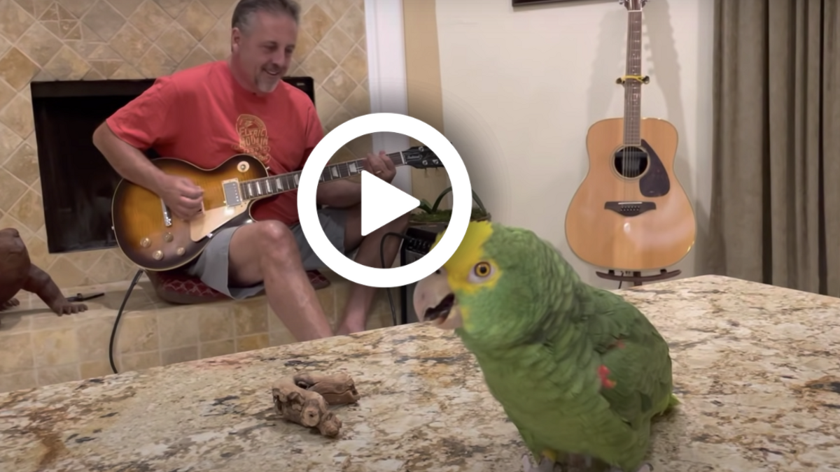 Wanneer de man met zijn gitaar begint te spelen gaat deze vogel zingen als een echte rockster
