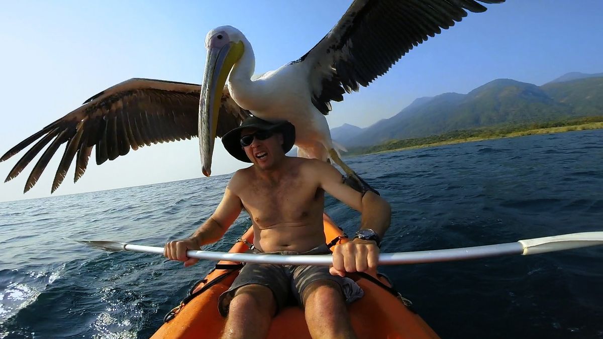 Man helpt geredde pelikaan te leren vissen