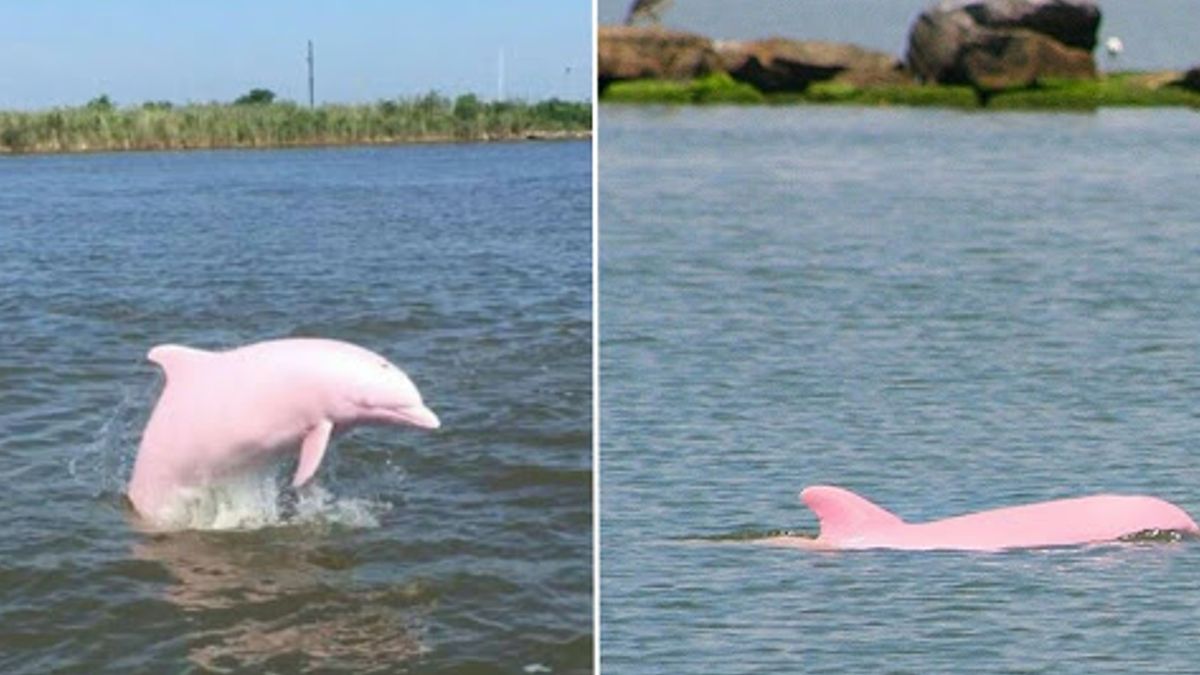Enorm zeldzame roze dolfijn krijgt nog een prachtige roze baby