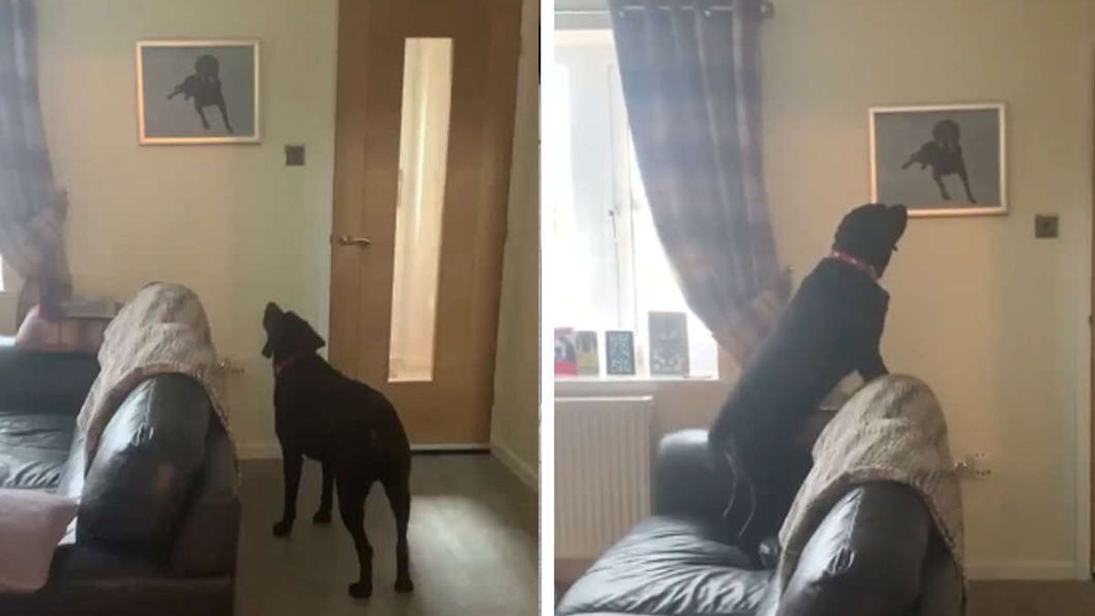 Hond ziet voor de eerste keer een portret van zijn overleden broer en zijn reactie zal je verbazen