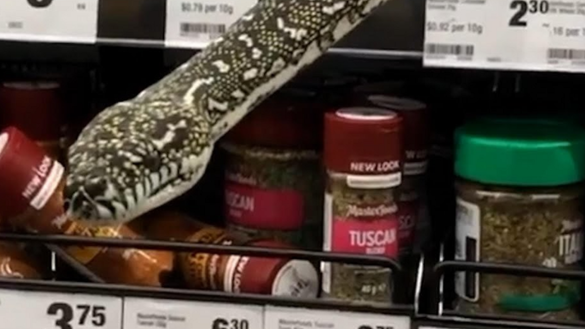 VIDEO: Meterslange Python terroriseert supermarkt