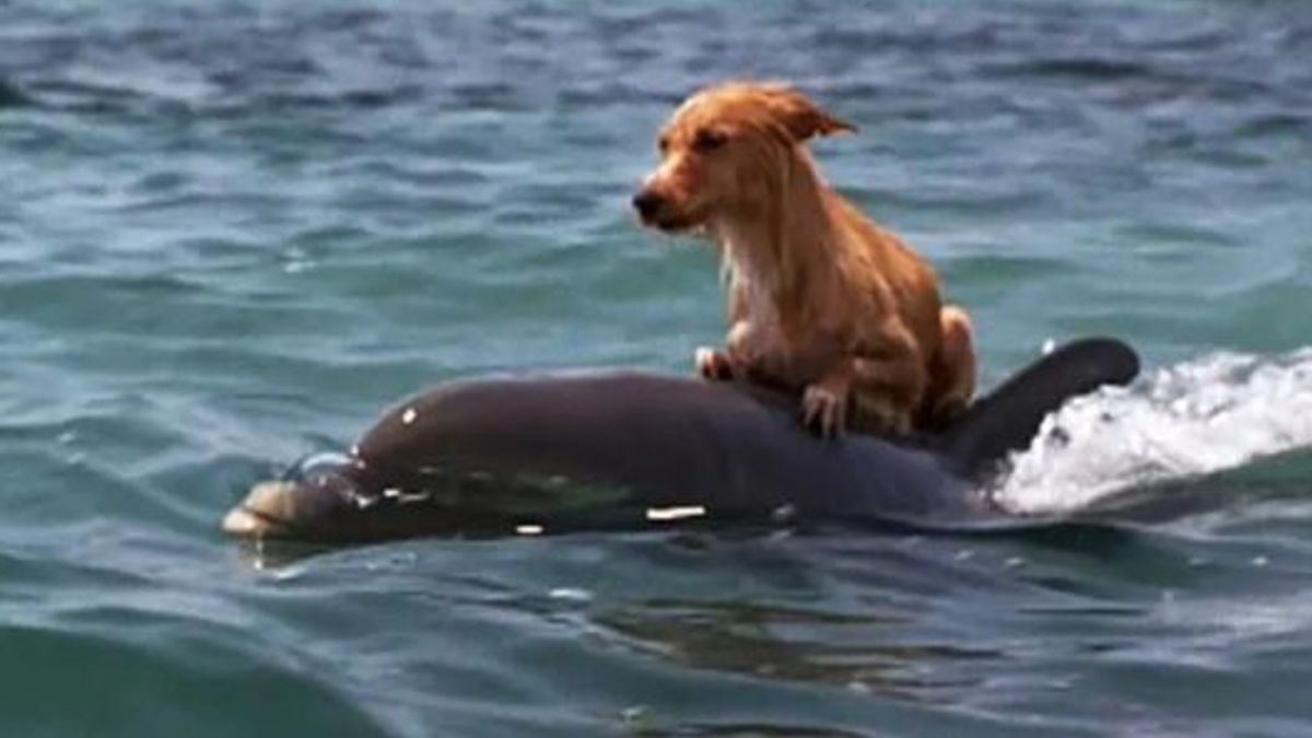 Deze dolfijn wist een hond die aan het verdrinken was zijn leven te redden