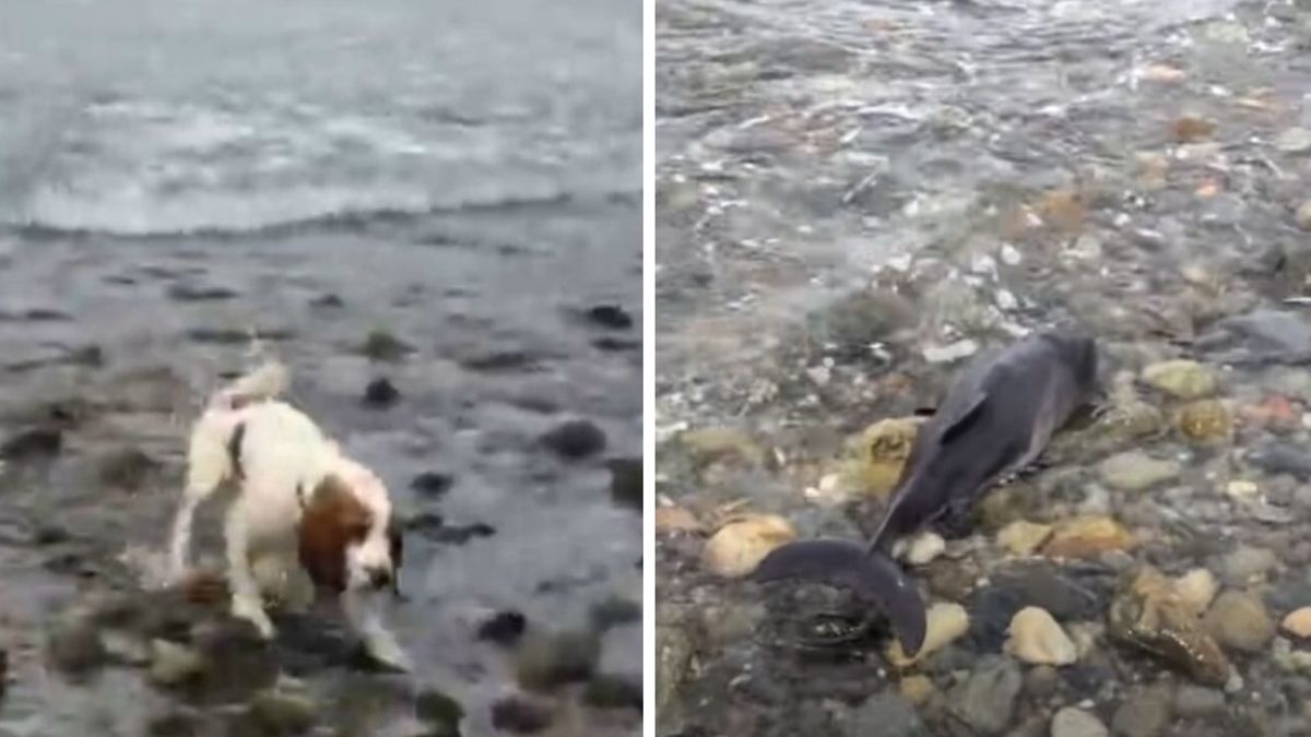 Een blaffende hond bracht zijn baasje naar een gestrande dolfijn om zijn leven te kunnen redden