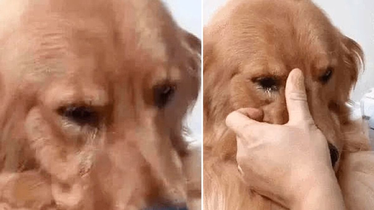 Golden Retriever verheugt zich, en huilt non-stop wanneer hij de eigenaar weer ontmoet na 5 jaar afwezigheid