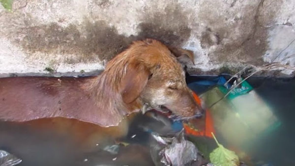 Hond gered uit rioolafvoer had nog nauwelijks kracht om te voorkomen dat hij zou verdrinken