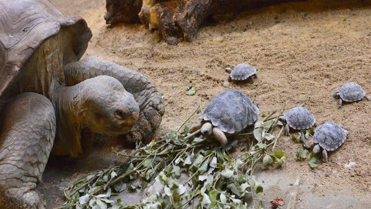 80-jarige schildpad wordt voor het eerst moeder