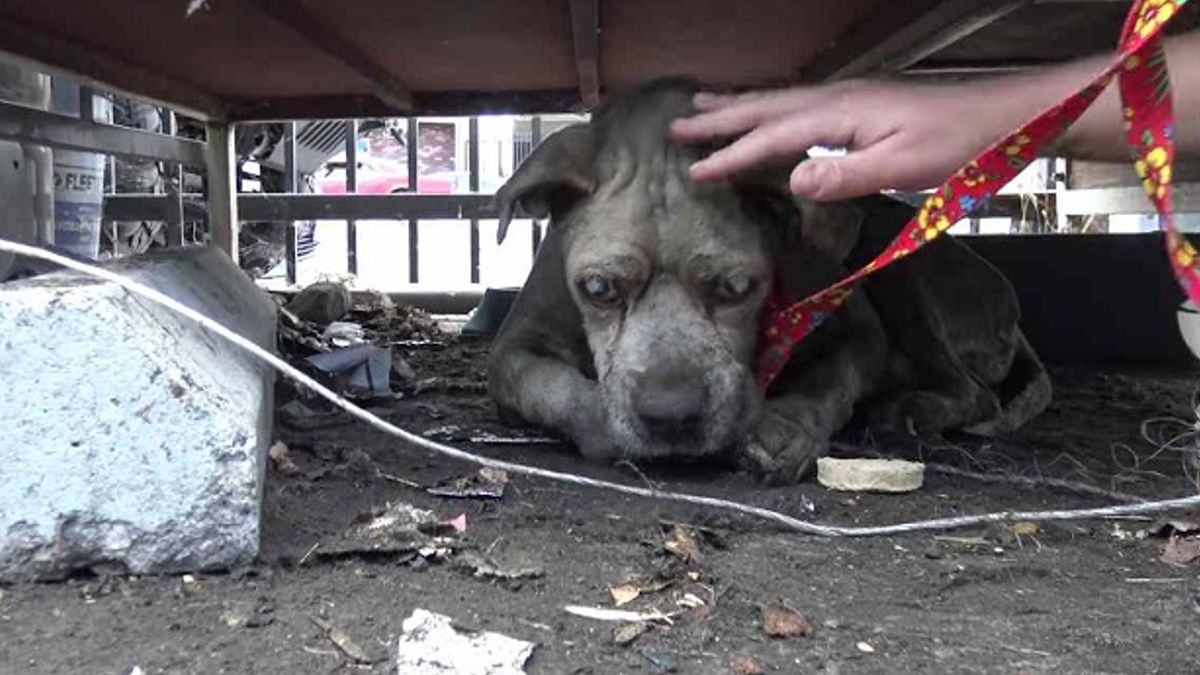 Dakloze bejaarde blinde pitbull wachtte zijn hele leven om gered te worden