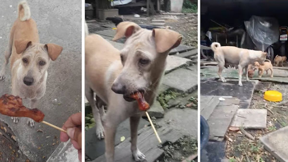 Man geeft eten aan bedelende hond, maar als ze wegrent en het niet opeet, volgt hij haar en ontdekt iets bijzonders