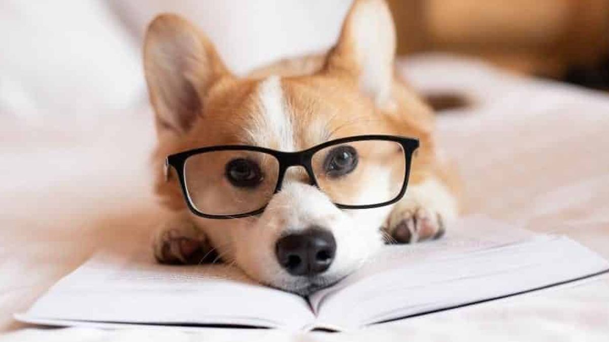 Dit zijn de 5 meest slimme hondensoorten ter wereld