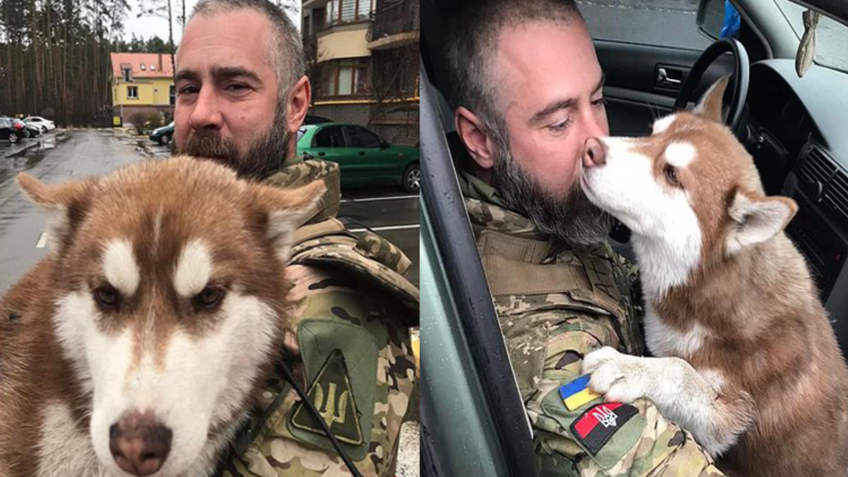 Husky die vermist werd tijdens beschietingen in Oekraïne wordt gevonden door soldaat en herenigd met eigenaar