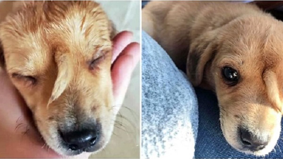 Unieke puppy met "staart" die uit zijn gezicht groeit, alleen in de kou gevonden