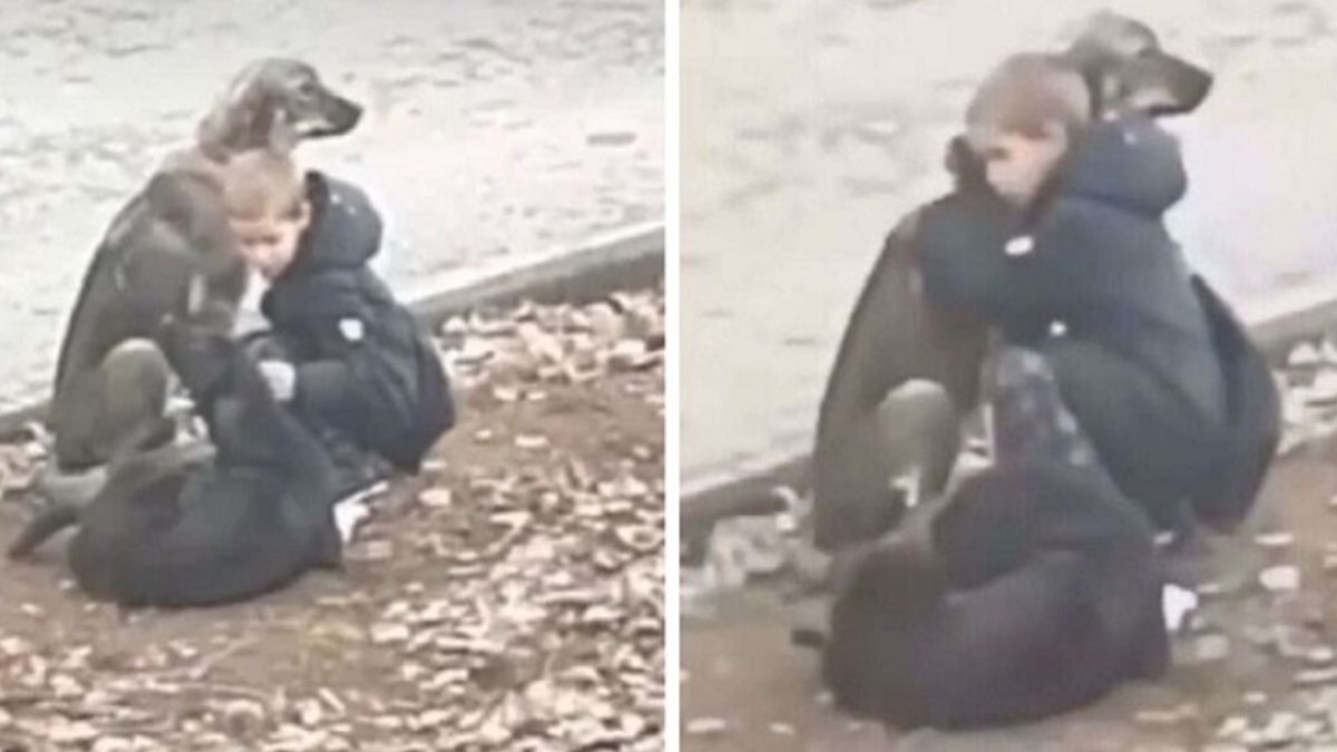 Jonge jongen stopt en geeft straathonden een warme omhelzing, denkende dat niemand kijkt