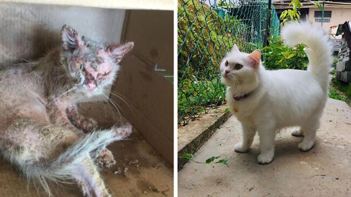 Deze geïnfecteerde kleine kitten werd gevonden op straat, vrouw redde haar leven en hoe ze er nu ziet zal je verbazen