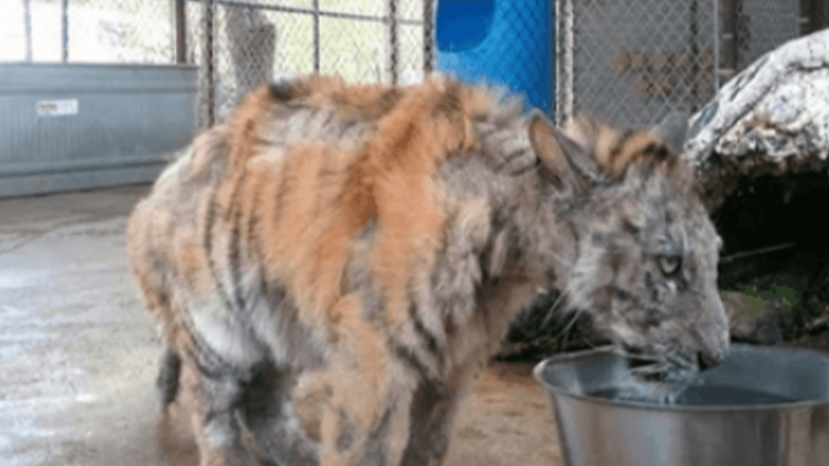 Een verwaarloosde tijgerwelp wordt gered uit het circus en herstelt op een ongelooflijke manier