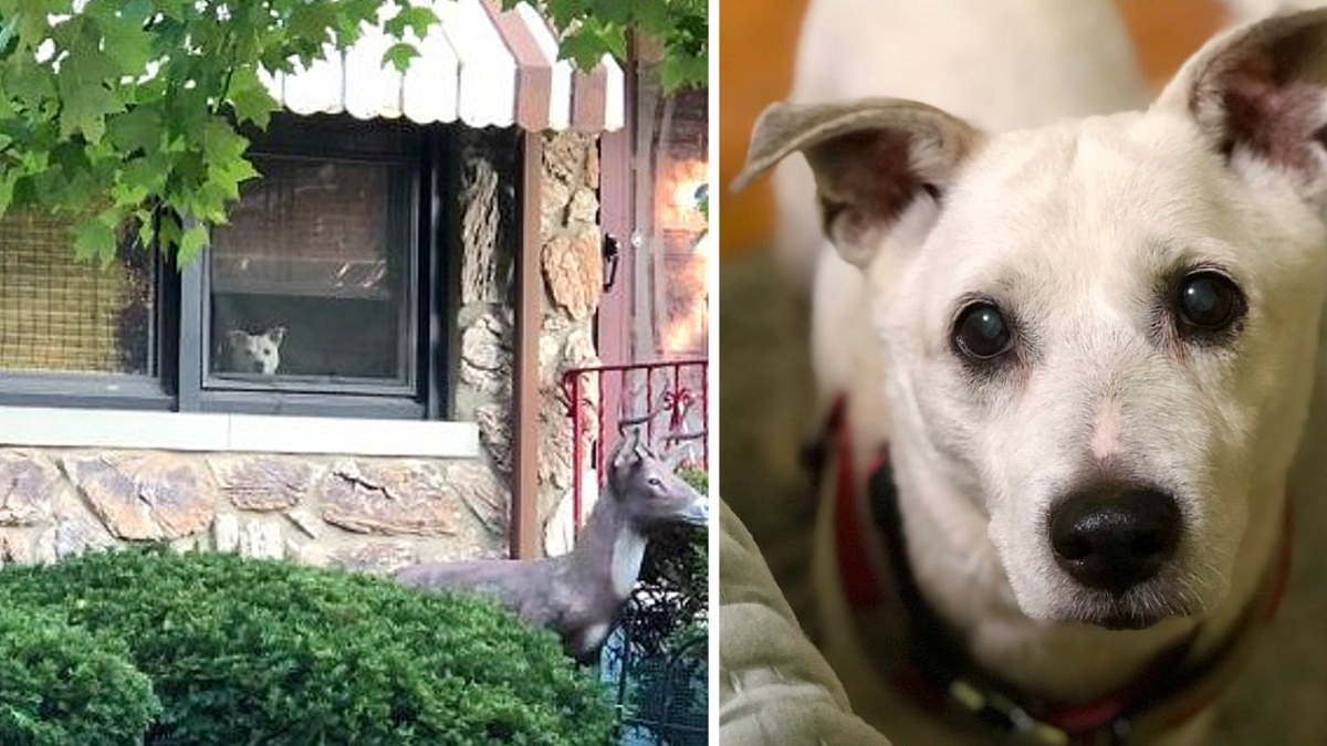 Trouwe hond stierf nadat hij 11 jaar lang elke dag bij het raam zat te wachten tot zijn baasje thuiskwam
