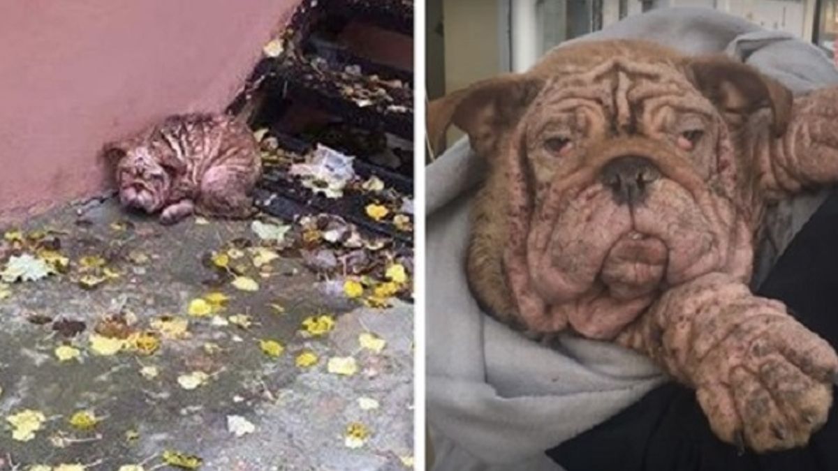 Verlaten Bulldog gedwongen om op straat te leven met ernstige schurft