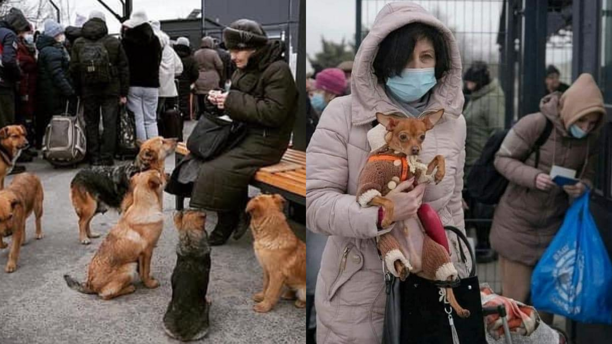 Oekraïners slaan met hun huisdieren op de vlucht en zoeken hulp in buurlanden