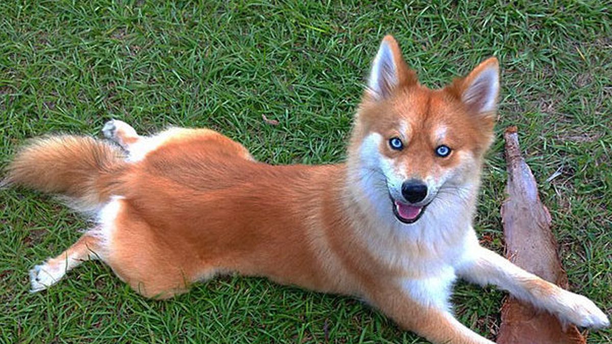 Maak kennis met een hond die lijkt op een Vos! Een Pommeren-Husky-mix met de mooiste ogen