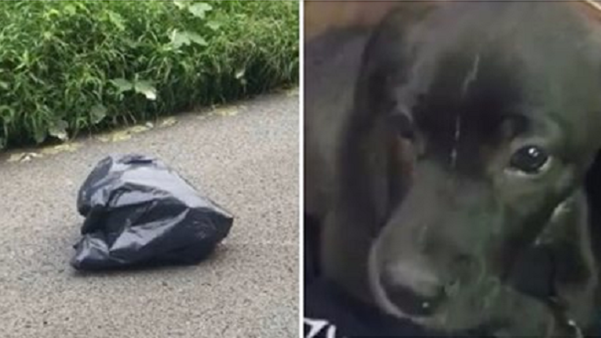 Vrouw stopt om een bewegende vuilniszak te onderzoeken en ontdekt een verlaten puppy erin