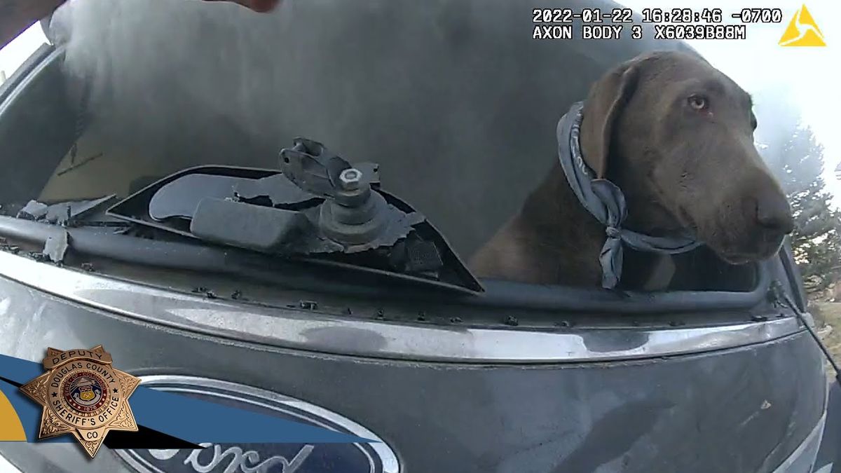 Politie agent weet doodsbange en gewonde hond uit brandende auto te redden: 'Hij moest het overleven!'