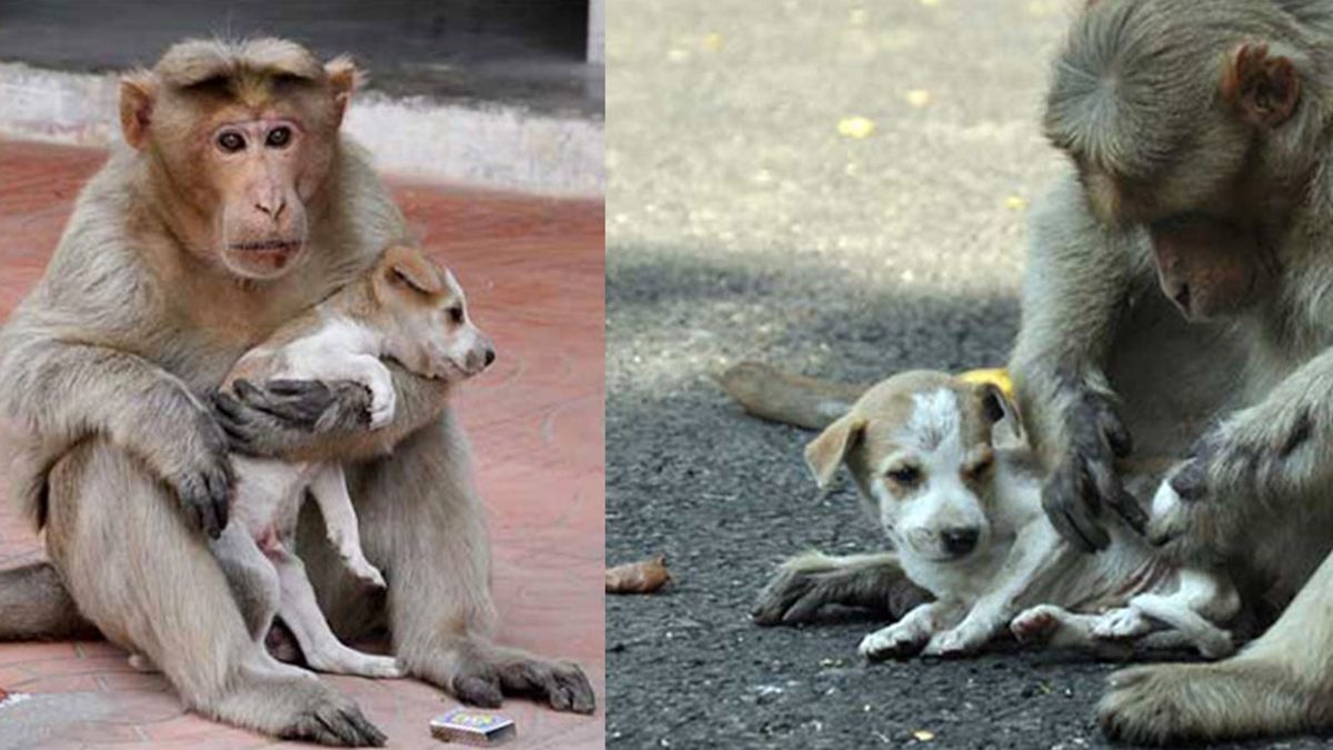 Dit aapje besloot een zwervende puppy te adopteren