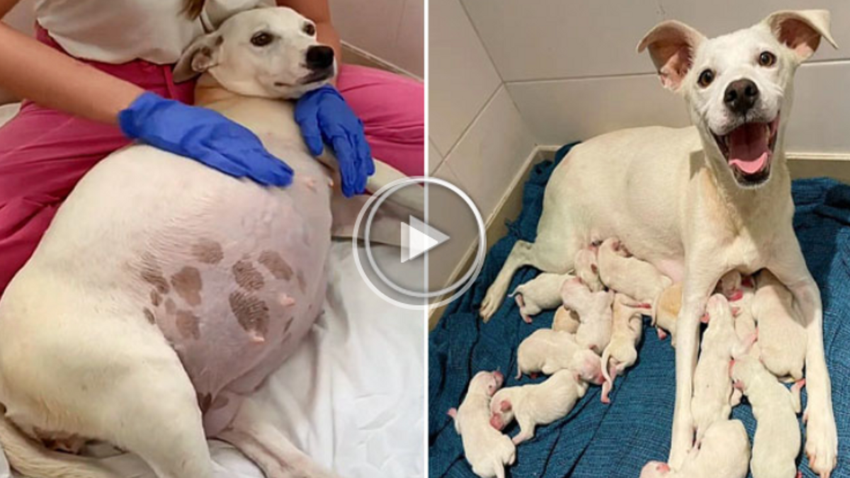 Hond die 9 weken zwanger is wordt gedumpt bij het asiel, bevalt daarna van 14 prachtige puppy's