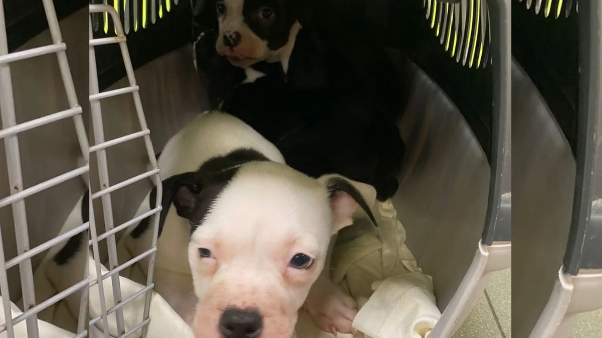 Pups die werden gedumpt bij dierenopvang zijn ingeslapen