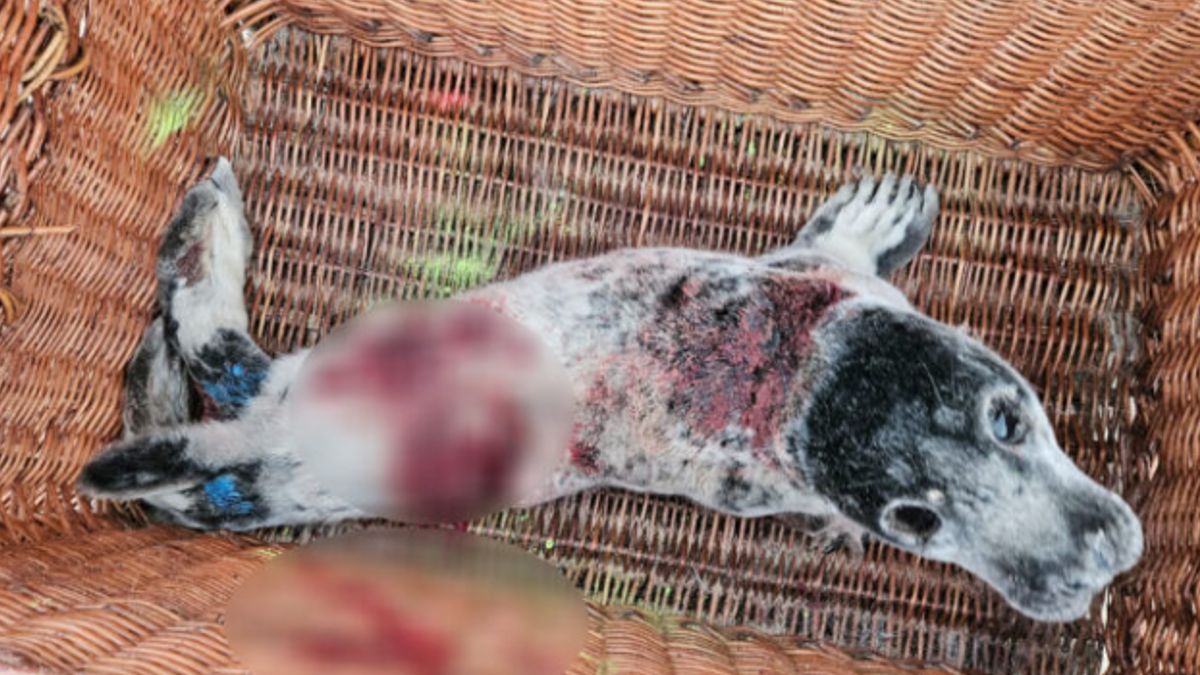 Zeehondenpups aangevallen en zwaargewond door baasjes die honden los lieten lopen
