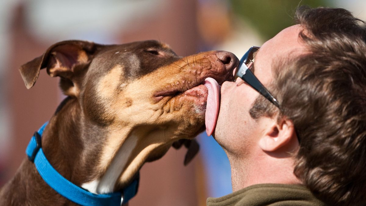 Experts waarschuwen: dit is waarom honden die je gezicht likken levensgevaarlijk kan zijn