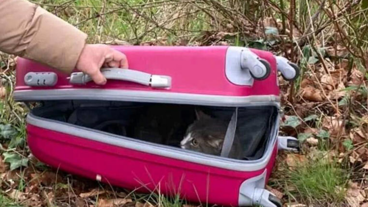 Zwangere kat gedumpt in koffer ergens in een veld