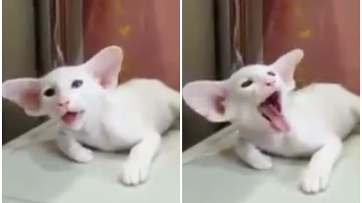 Deze kat heeft de meest unieke oren die we ooit hebben gezien!