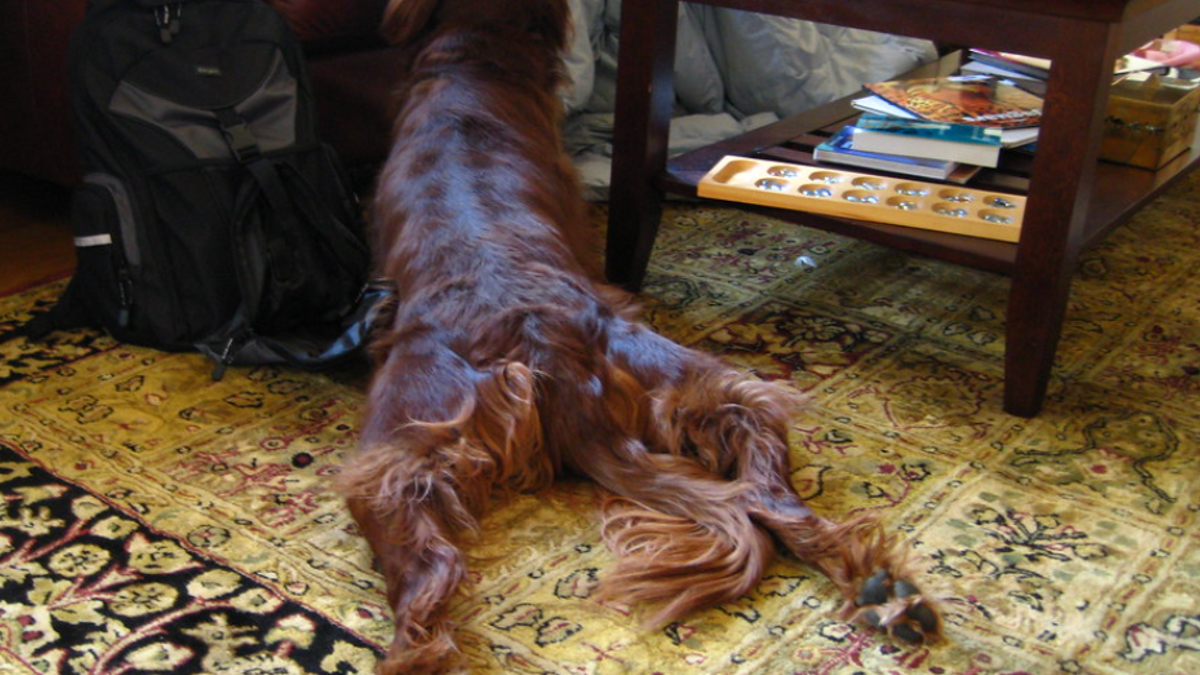 Vertoont je hond dit vreemde gedrag? Dan gaat je partner misschien vreemd