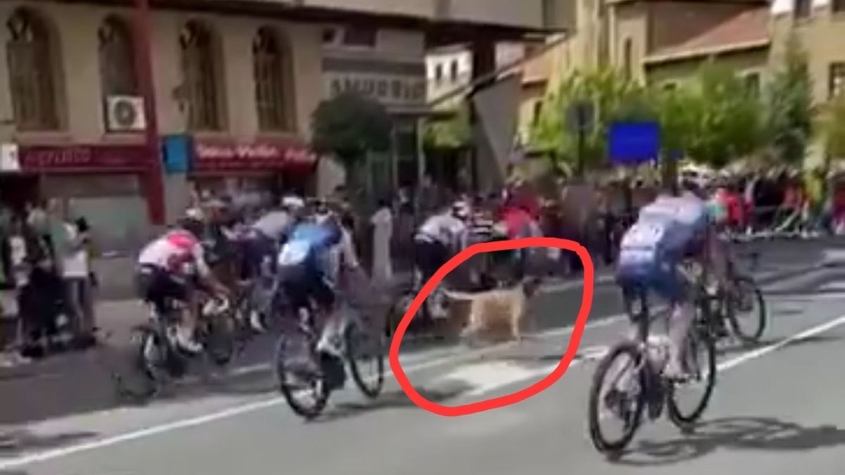 VIDEO Watch as loose dog almost causes mass crash in peloton at 2024