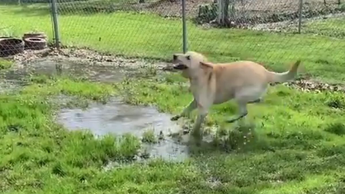 Blinde hond die een plas water tegenkomt is puur genieten