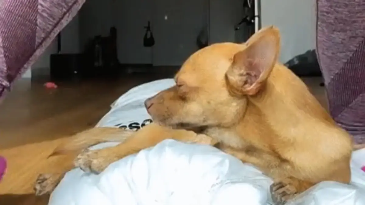 Hondje wordt ongewild onderdeel van de lockdown verveling